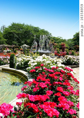 里見公園 バラ園（5月）千葉県市川市 16358959