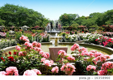 里見公園 バラ園（5月）千葉県市川市 16358960