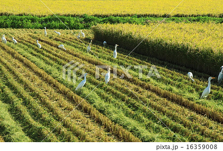 稲田に集まるサギ 16359008