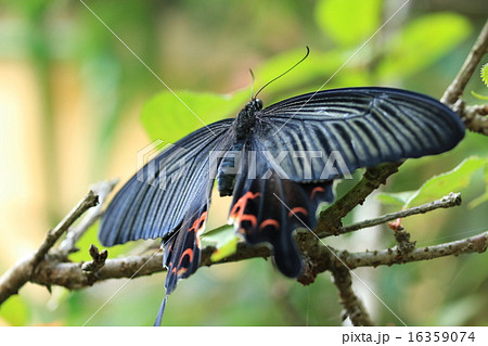 クロアゲハ 16359074
