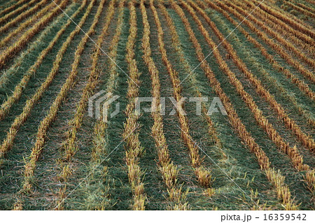稲刈り後の田んぼ 16359542
