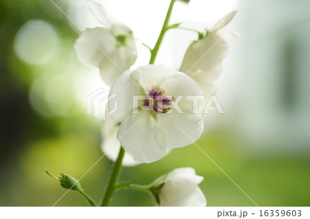 えさしそう(江差草) 16359603