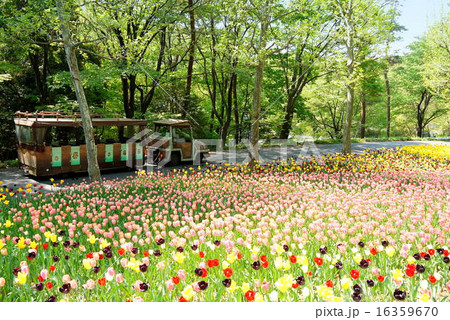 武蔵丘陵森林公園（4月）埼玉県比企郡滑川町 16359670