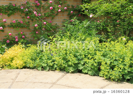 イングリッシュガーデン 16360128