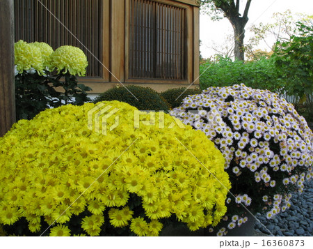 菊 16360873