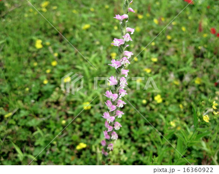 ピンクのねじりそう 16360922