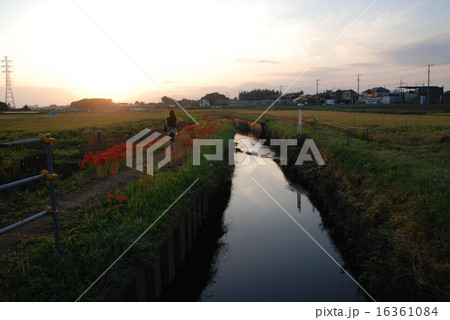 夕焼け 夕焼け 16361084