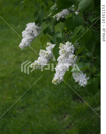 白色八重咲きライラック 16361153
