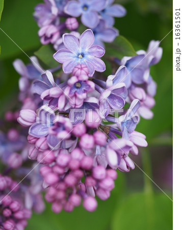 7枚花弁のラッキーライラックの写真素材