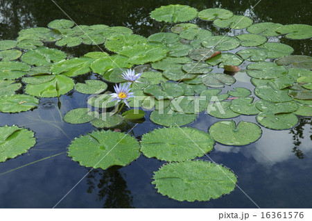 睡蓮 16361576