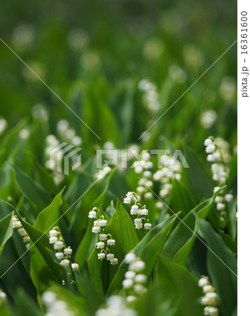 満開のスズラン 16361600