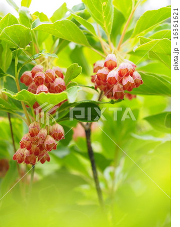 サラサドウダン サラサドウダン 16361621