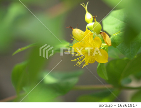 小坊主弟切の花と実 小坊主弟切の花と実 16361917