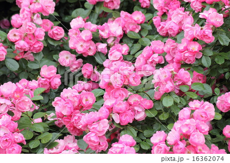 いっぱい 16362074