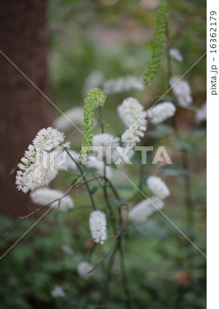 サラシナショウマの実と花 サラシナショウマの実と花 16362179
