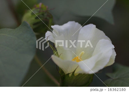 ブラウンバニー・ ワタの花 ブラウンバニー・ ワタの花 16362180