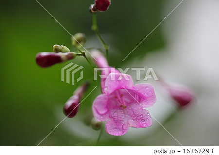 ディフルゴサ・コロラタの花と雨雫 ディフルゴサ・コロラタの花と雨雫 16362293