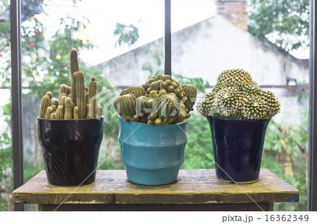 cactuses on wood table in home 16362349