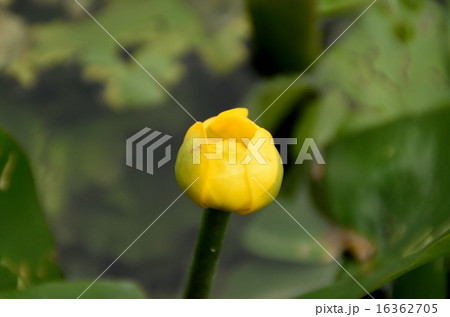 ヒメコウホネ ヒメコウホネ 16362705