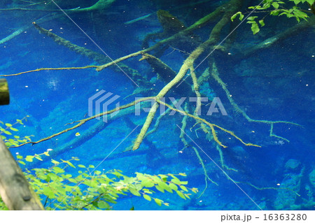 初夏の青池2015♪ 16363280