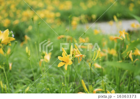 ニッコウキスゲ 16363373