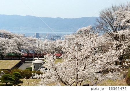諏訪湖近辺の桜 諏訪湖近辺の桜 16363475