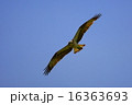 ミサゴ ミサゴ 16363693