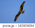ミサゴ ミサゴ 16363694