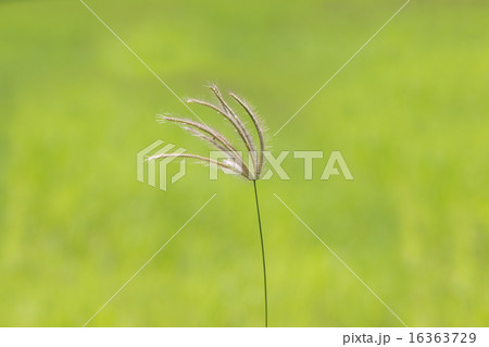 Grass flower 16363729