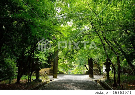 新緑の大原野神社 16363971
