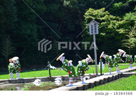 熱田神宮　大高斎田　早乙女　植女　神事の舞 16364366