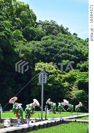 熱田神宮　大高斎田　早乙女　植女　神事の舞 16364371