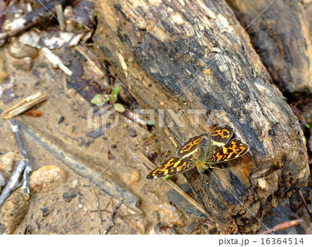 朽木にとまるサカハチチョウ 朽木にとまるサカハチチョウ 16364514