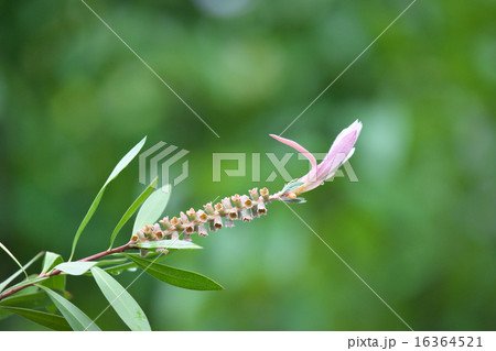 ブラシノキ（花が散った後） 16364521