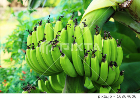 島バナナのアップ 16364606