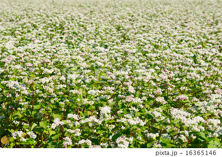 そばの花 16365146