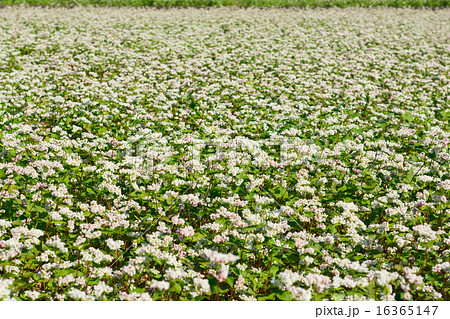 そばの花 16365147
