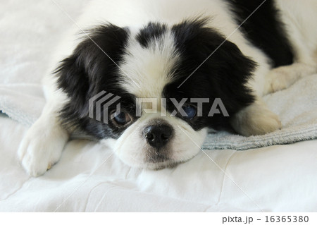 狆のおじいちゃん 16365380