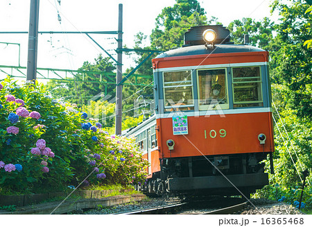 アジサイと登山電車 アジサイと登山電車 16365468