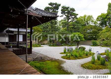 廬山寺 - 桔梗 16365887