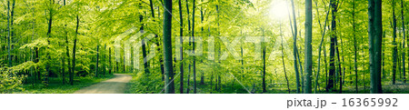 Green forest panorama landscape 16365992