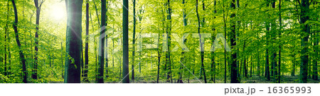 Beech forest panorama landscape 16365993