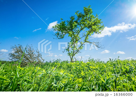 Green tree in grass Green tree in grass 16366000