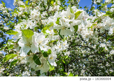 Blooming cherry tree in the spring Blooming cherry tree in the spring 16366004