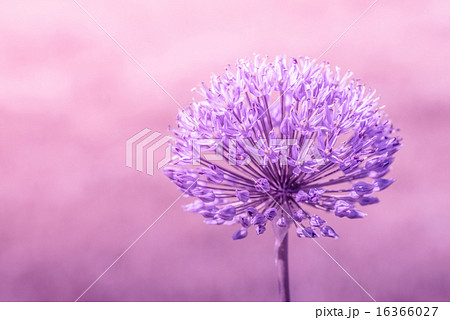 Allium Giganteum in violet colors 16366027