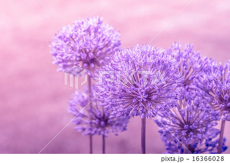Allium Giganteum in pink colors Allium Giganteum in pink colors 16366028