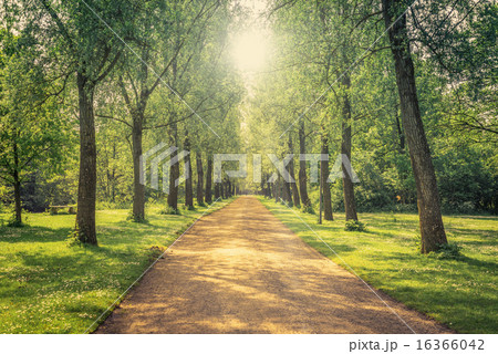 Alley in a green park 16366042