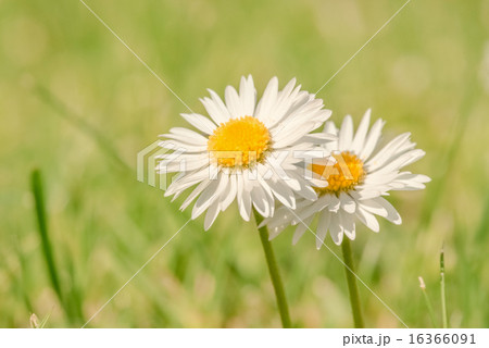 Marguerites on a green background Marguerites on a green background 16366091