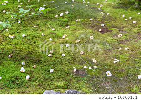 妙心寺東林院 - 沙羅双樹 妙心寺東林院 - 沙羅双樹 16366151