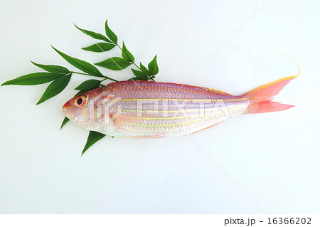 イトヨリダイ 16366202